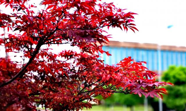新余学院